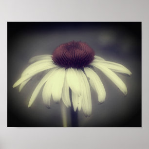 Sonnenhut-Daisy Schwarz-Weiß-Teilfarbe Poster