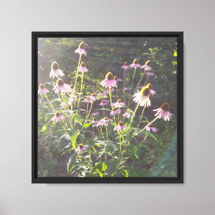 Sonnenhutblumen in der Sonne Leinwanddruck