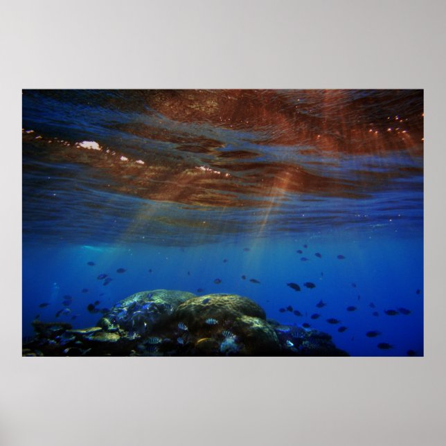 Sonnenkoralle Poster (Vorne)