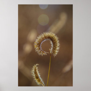 Sonnenkorn. Poster