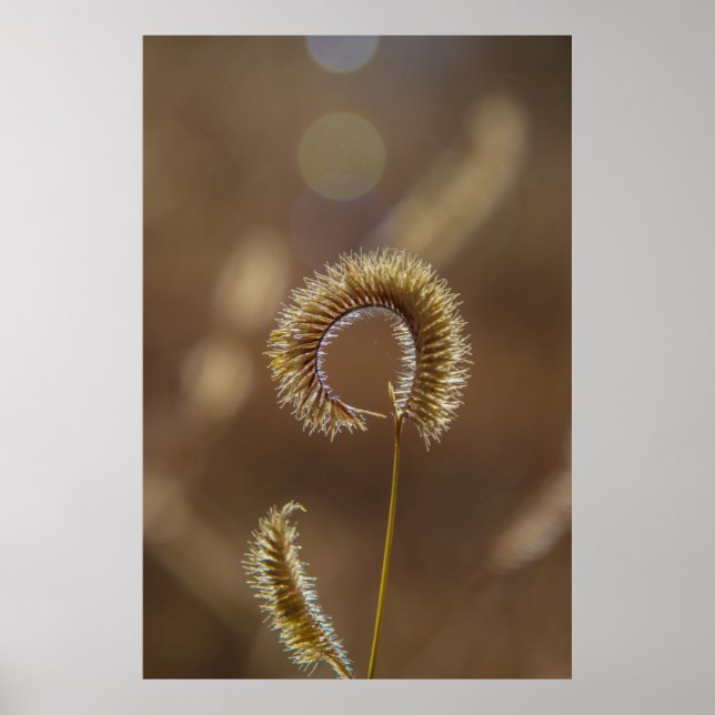 Sonnenkorn. Poster (Vorne)