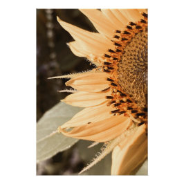 Sonnenküss Goldene Sonnenblume Poster