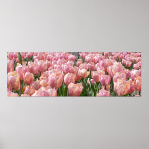 Sonnenküss-Rosa Tulips Poster
