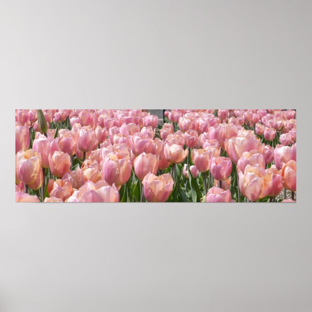 Sonnenküss-Rosa Tulips Poster (Vorne)