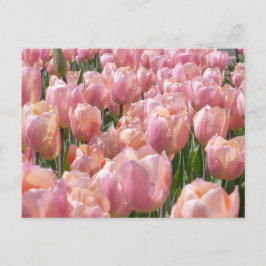 Sonnenküss-Rosa Tulips Postkarte