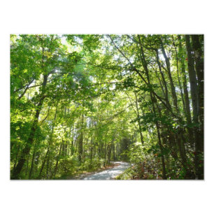 Sonnenlicht auf dem Waldweg im Centennial Park Fotodruck