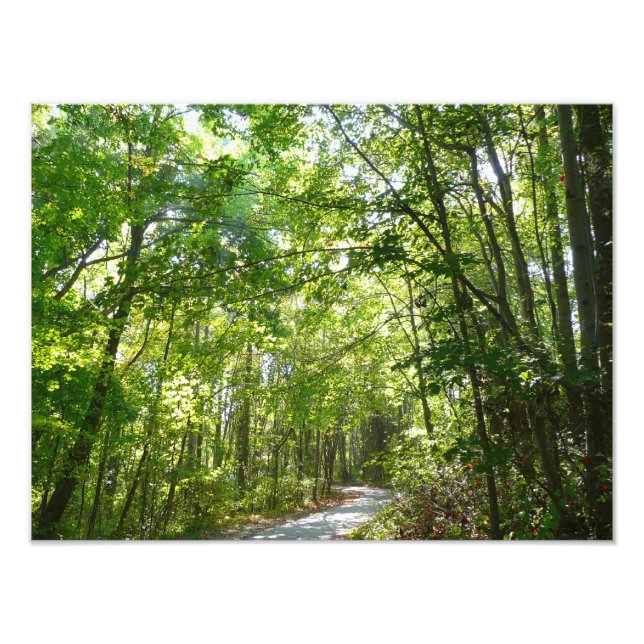 Sonnenlicht auf dem Waldweg im Centennial Park Fotodruck (Vorne)