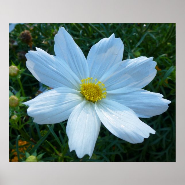 Sonnenlicht auf der Blume Weißkosmos Poster (Vorne)
