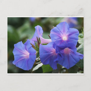 Sonnenlicht Blau und Lavendel Morning Glories Postkarte