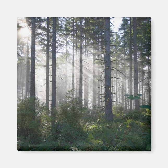 Sonnenlicht bricht durch einen Nebelwald Magnet (Vorne)
