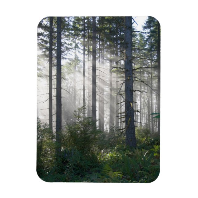 Sonnenlicht bricht durch einen Nebelwald Magnet (Vertikal)