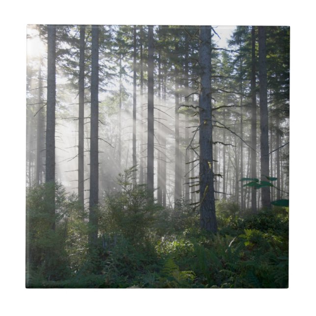 Sonnenlicht, das durch einen nebelhaften Wald Fliese (Vorderseite)