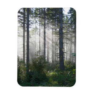 Sonnenlicht, das durch einen nebelhaften Wald Magnet