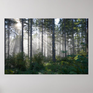 Sonnenlicht, das durch einen nebelhaften Wald Poster