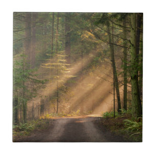 Sonnenlicht, das durch einen Wald glänzt Fliese