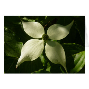 Sonnenlicht Dogwood Blossom Frühlingsblume