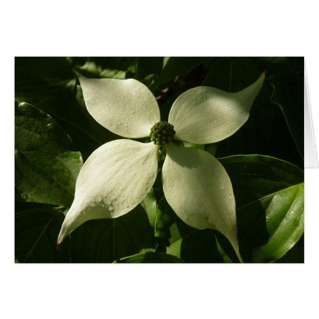 Sonnenlicht Dogwood Blossom Frühlingsblume (Vorderseite (Horizontal))