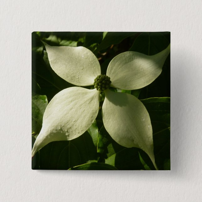 Sonnenlicht Dogwood Blossom Frühlingsblume Button (Vorderseite)