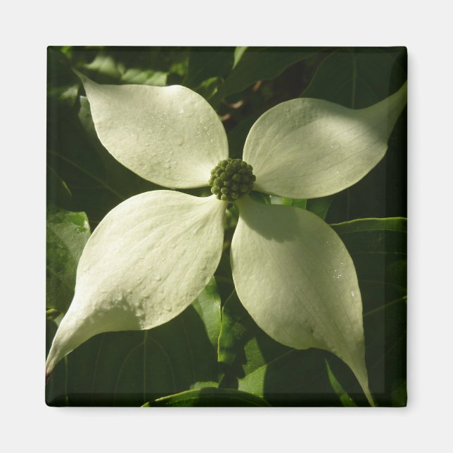 Sonnenlicht Dogwood Blossom Frühlingsblume Magnet (Vorne)