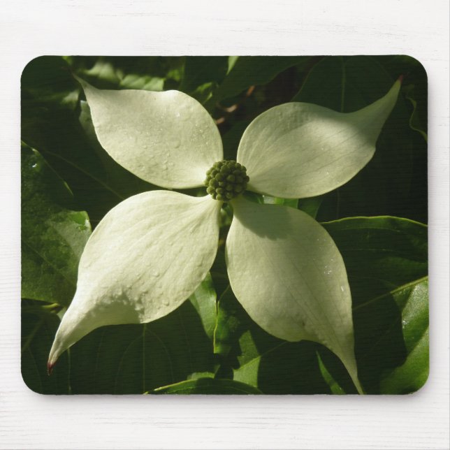 Sonnenlicht Dogwood Blossom Frühlingsblume Mousepad (Vorne)