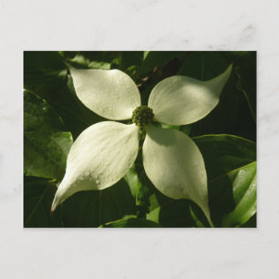 Sonnenlicht Dogwood Blossom Frühlingsblume Postkarte