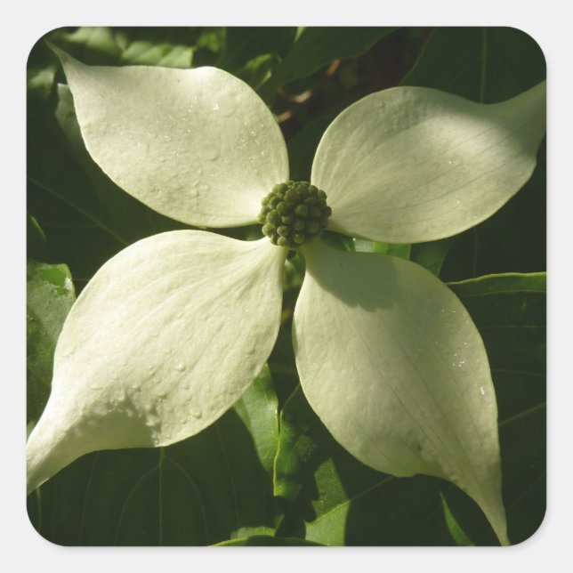 Sonnenlicht Dogwood Blossom Frühlingsblume Quadratischer Aufkleber (Vorderseite)