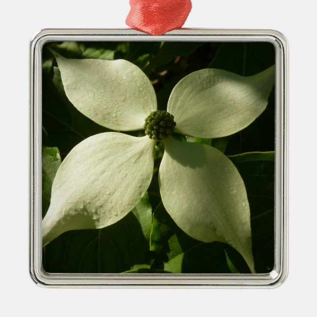 Sonnenlicht Dogwood Blossom Frühlingsblume Silbernes Ornament (Vorne)