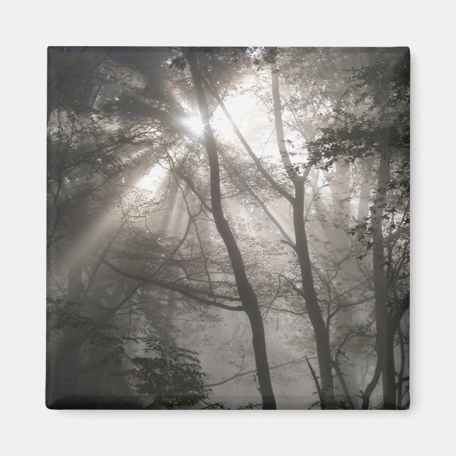 Sonnenlicht Durch Bäume Dunkler Wald Magnet (Vorne)