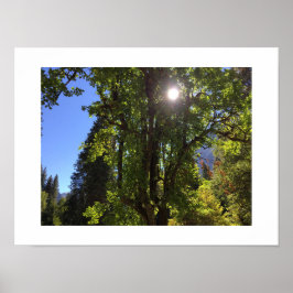 Sonnenlicht durch das Yosemite Color Foto der Bäum Poster