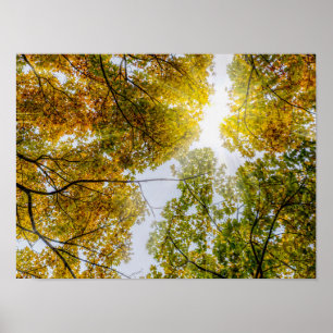 Sonnenlicht durch den Herbst Poster