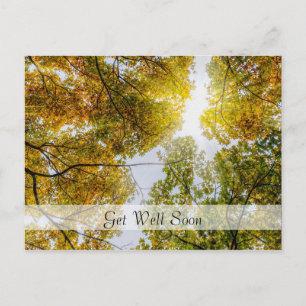 Sonnenlicht durch den Herbst Zucker Ahorn gut werd Postkarte