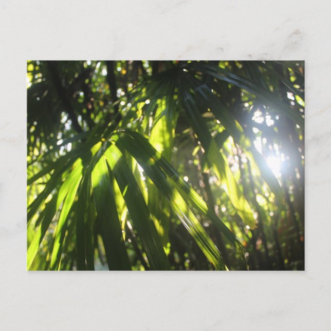Sonnenlicht durch die Palmen Postkarte (Vorderseite)