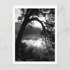 Sonnenlicht durch die Pinien, Derwentwater Postkarte