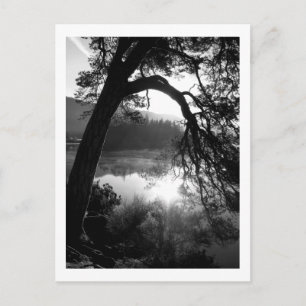 Sonnenlicht durch die Pinien, Derwentwater Postkarte