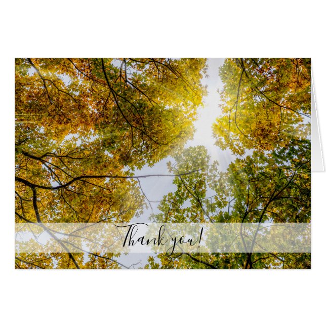 Sonnenlicht durch Herbst Zucker Maples Danke (Vorderseite (Horizontal))