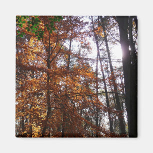 Sonnenlicht durch Herbstbaum im Greenbelt Magnet