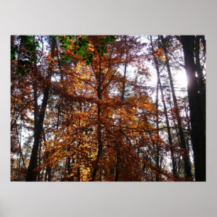 Sonnenlicht durch Herbstbaum im Greenbelt Poster