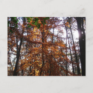 Sonnenlicht durch Herbstbaum im Greenbelt Postkarte