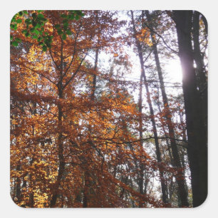 Sonnenlicht durch Herbstbaum im Greenbelt Quadratischer Aufkleber