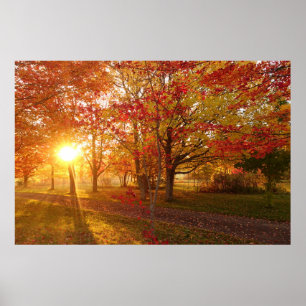 Sonnenlicht durch herbstrote Ahornbäume Poster