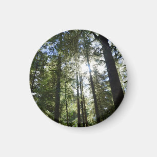 Sonnenlicht durch Kiefern Magnet