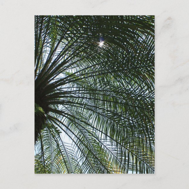 Sonnenlicht durch Palmenbaum pinkeln Postkarte (Vorderseite)