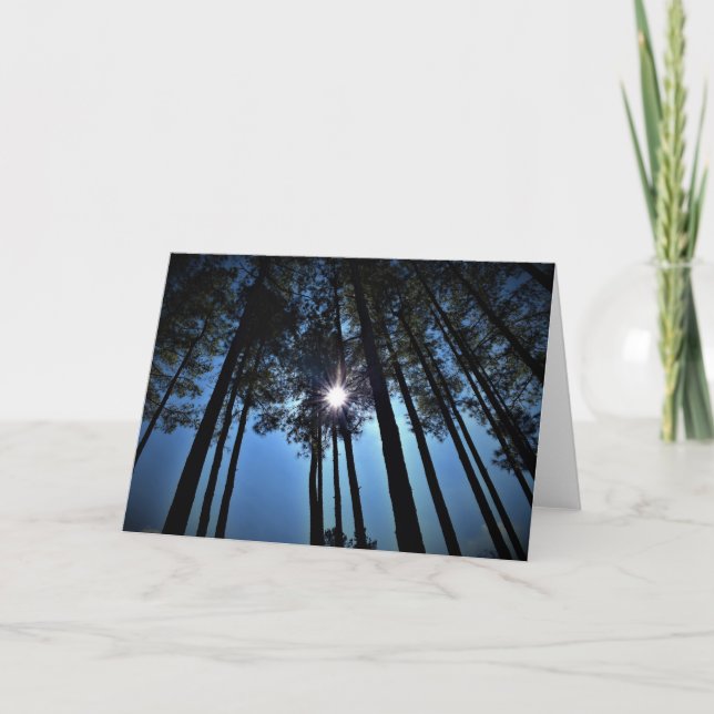Sonnenlicht durch Pinienbäume, Karte (Vorderseite)