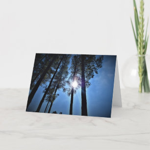 Sonnenlicht durch Pinienbäume, Karte