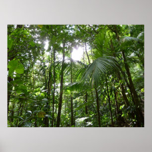 Sonnenlicht durch Regenwaldkanopie tropisches Grün Poster