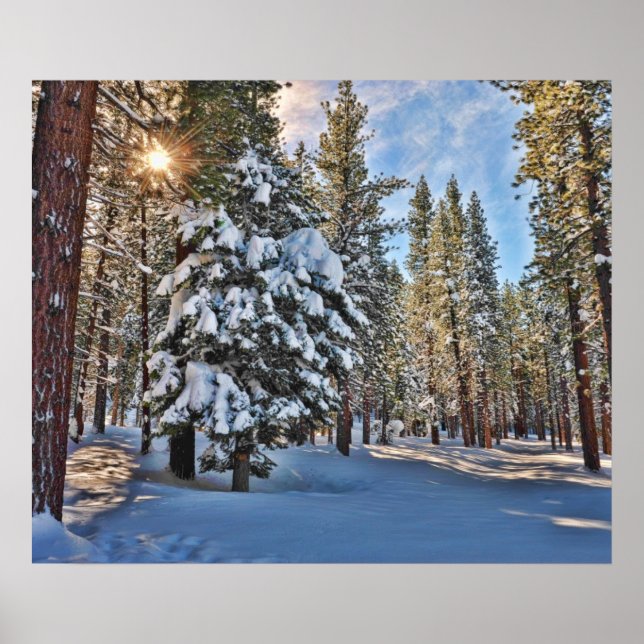 Sonnenlicht durch Wald Poster (Vorne)