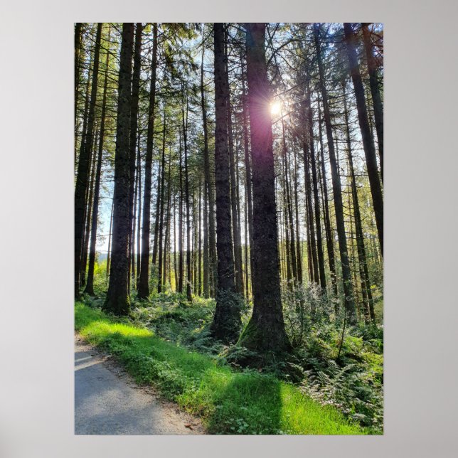 Sonnenlicht durch Waldbäume Poster (Vorne)