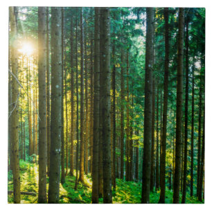 Sonnenlicht durch Wälder Fliese