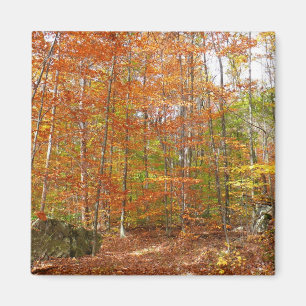 Sonnenlicht gesprenkelter Herbstweg im Laurel Hill Magnet