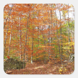 Sonnenlicht gesprenkelter Herbstweg im Laurel Hill Quadratischer Aufkleber